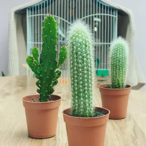 Горшечные растения